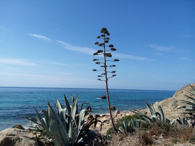 tarifa_bolonia_01