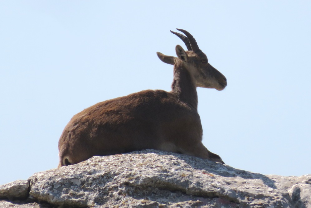 grazalema best goat